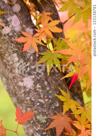 楓葉離開了紅葉 133138781