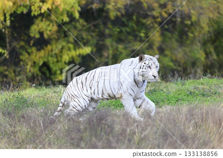 White Tiger   133138856