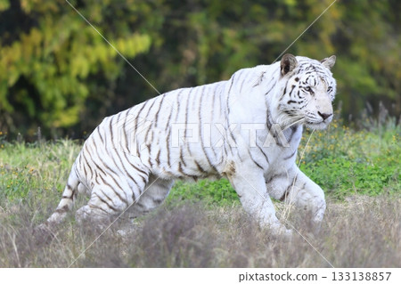 White Tiger   133138857