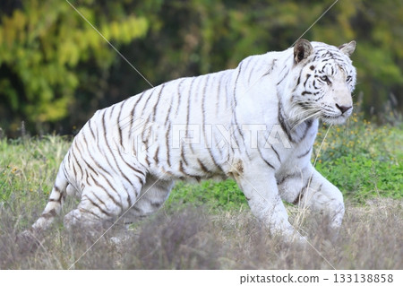 White Tiger   133138858