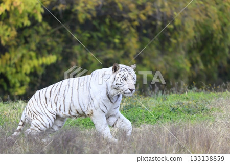 White Tiger White Tiger 133138859