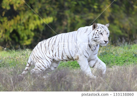 White Tiger White Tiger 133138860