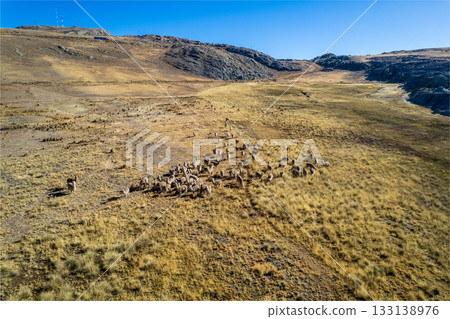 View of wild Llamas in the Conococha lagoon, Ancash. View of wild Llamas in the Conococha lagoon, Ancash. 133138976