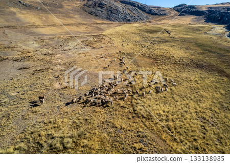 View of wild Llamas in the Conococha lagoon, Ancash. 133138985