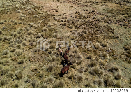 Wild horses grazing in the mountains Wild horses grazing in the mountains 133138989