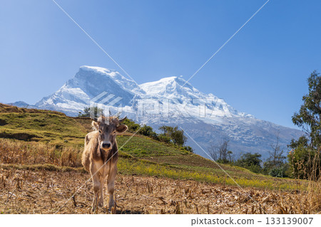 View of a calf in the Peruvian Andes with the background of the Huascaran snow-capped mountain. View of a calf in the Peruvian Andes with the background of the Huascaran snow-capped mountain. 133139007