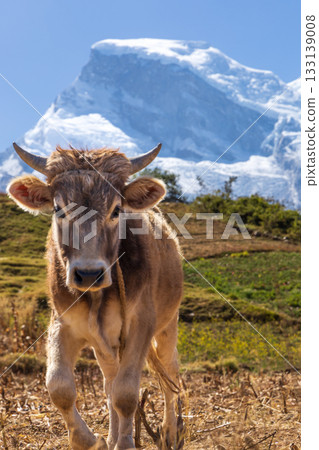 View of a calf in the Peruvian Andes with the background of the Huascaran snow-capped mountain. View of a calf in the Peruvian Andes with the background of the Huascaran snow-capped mountain. 133139008