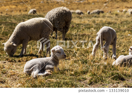 Herd of sheep grazing in the mountains 133139010