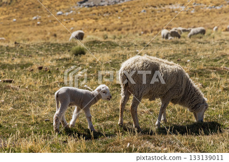 Herd of sheep grazing in the mountains Herd of sheep grazing in the mountains 133139011