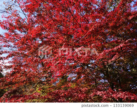 鮮紅的秋葉 鮮紅的秋葉 133139069