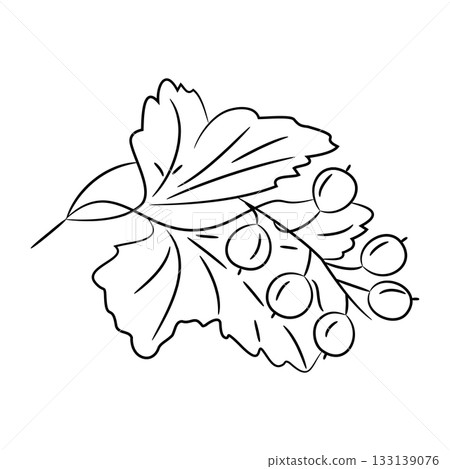 branch of black currant with berries and flattery, sketch of black art brush lines branch of black currant with berries and flattery, sketch of black art brush lines 133139076