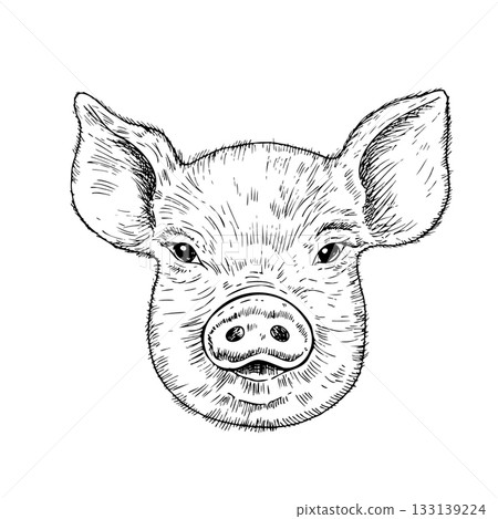 Vector pig head with horns. Graphic ink Pork meat illustration, isolated on background. Hand drawn line sketch. For designers, prints, logo, icon, menu, postcards, holiday, covers 133139224