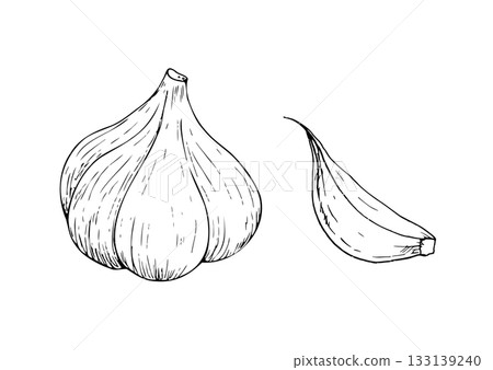 Vector fresh whole garlic and clove. Graphic ink vegetable illustration, isolated on background. Hand drawn line sketch. For designers, prints, logo, icon, menu, postcards, holiday, covers 133139240