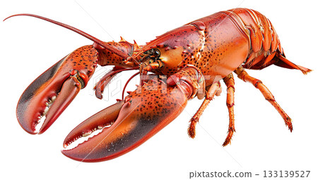 Cooked Lobster isolated on white background png transparent clipart. 133139527