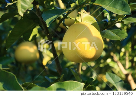 Large Egami Buntan fruit Large pomelo fruit 133139540