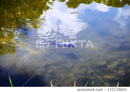 池塘裡倒映著藍天。 133139601