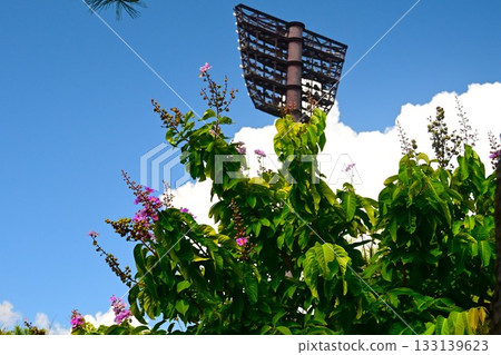 Summer sky and crape myrtle 133139623