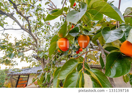 [Yamanashi Prefecture] Doumeki persimmons growing in a farmer's garden 133139716