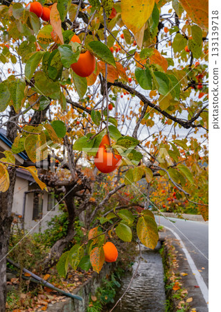 【山梨縣】農民花園裡生長的百目柿子 133139718