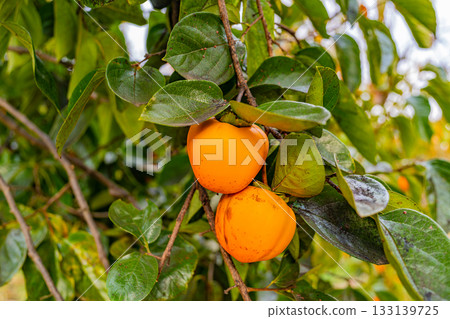 【山梨縣】農民花園裡生長的百目柿子 【山梨縣】農民花園裡生長的百目柿子 133139725