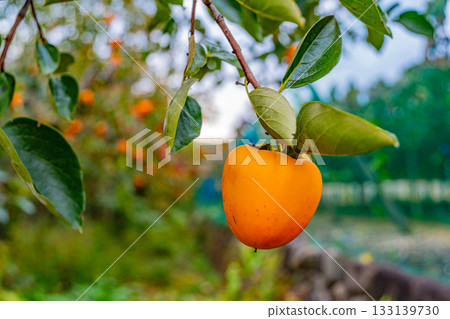 [Yamanashi Prefecture] Doumeki persimmons growing in a farmer's garden 133139730