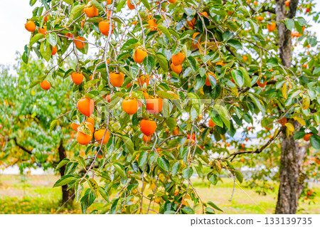 [Yamanashi Prefecture] Doumeki persimmons growing in a farmer's garden 133139735