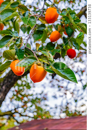 [Yamanashi Prefecture] Doumeki persimmons growing in a farmer's garden 133139738