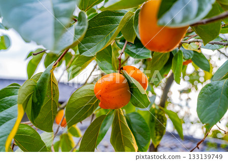 [Yamanashi Prefecture] Doumeki persimmons growing in a farmer's garden 133139749
