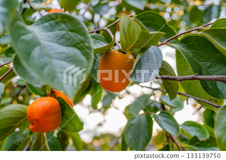 [Yamanashi Prefecture] Doumeki persimmons growing in a farmer's garden 133139750