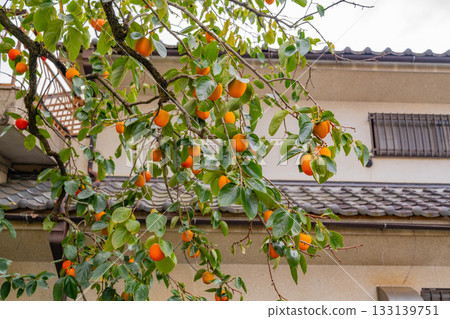[Yamanashi Prefecture] Doumeki persimmons growing in a farmer's garden 133139751