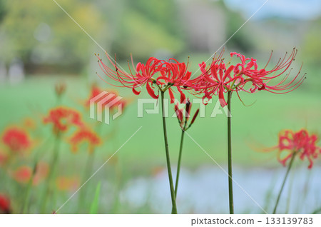 Red spider lily flowers and green background Red spider lily flowers and green background 133139783