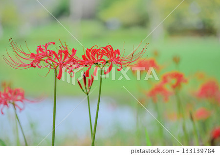 Red spider lily flowers and green background Red spider lily flowers and green background 133139784