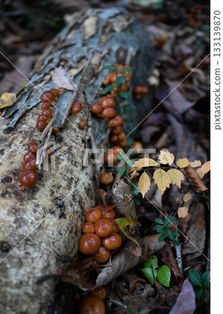 Loggame Neko 133139870