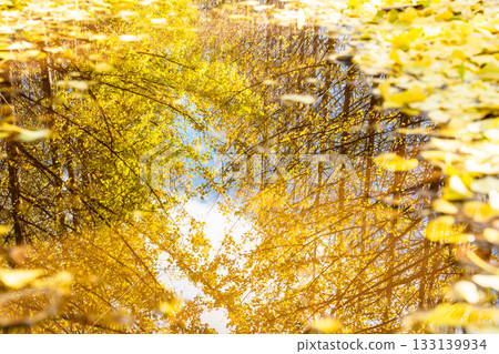 北海道銀杏樹旁水窪遍布 133139934
