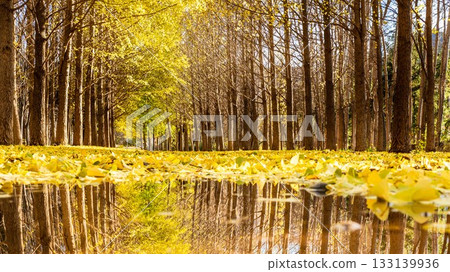 Hokkaido Ginkgo trees lined with puddles Hokkaido Ginkgo trees lined with puddles 133139936
