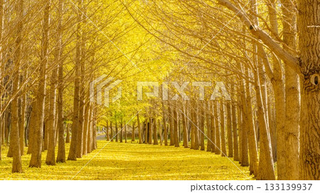 Hokkaido Ginkgo Tree Line 133139937