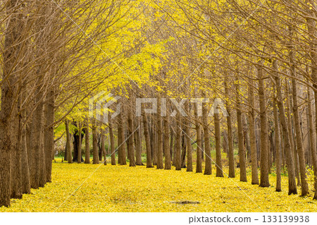 北海道銀杏樹線 133139938