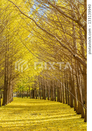 北海道銀杏樹線 133139940