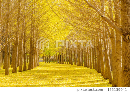 北海道銀杏樹線 133139941