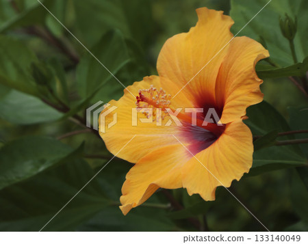 Yellow-orange hibiscus stands out against the deep green, a vibrant flower that colors the tropics Yellow-orange hibiscus stands out against the deep green, a vibrant flower that colors the tropics 133140049