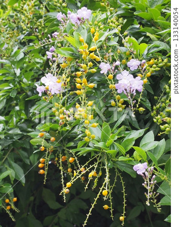 Pale purple flowers and bright yellow ripe fruit (Duranta) Pale purple flowers and bright yellow ripe fruit (Duranta) 133140054