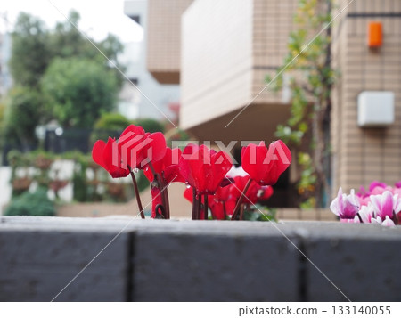 Bright red cyclamen and urban backdrop seen from behind a fence Bright red cyclamen and urban backdrop seen from behind a fence 133140055