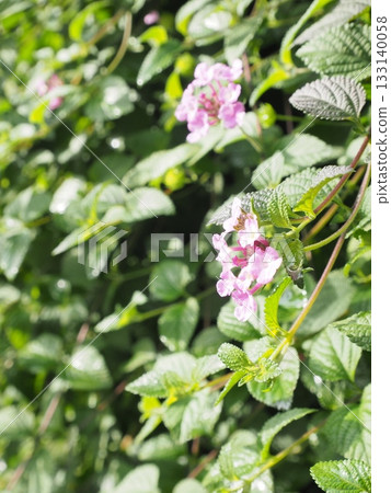 Beautiful pink lantana blooming in the early summer sunshine 133140058