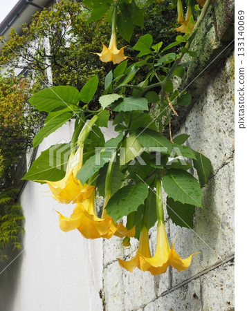 Yellow angel trumpets hanging from the stone wall and white wall 133140069