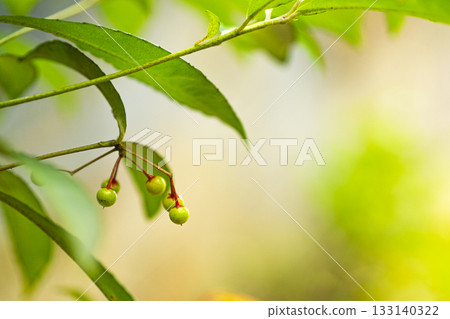 秋季在多摩自然步道上發現的藍色萬兩果的照片 秋季在多摩自然步道上發現的藍色萬兩果的照片 133140322