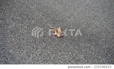Roadkill of a mouse Roadkill of a mouse 133140323