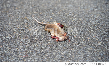 Roadkill of a mouse Roadkill of a mouse 133140326
