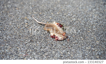 Roadkill of a mouse 133140327