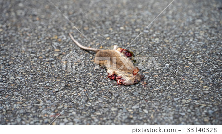 被車撞死的老鼠 被車撞死的老鼠 133140328