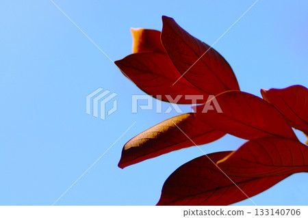 Autumn leaves shining in the blue sky Autumn leaves shining in the blue sky 133140706